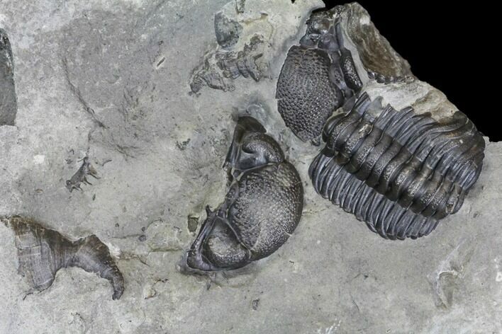 Partial, Fossil Trilobite and Horn Coral Association - New York #138829